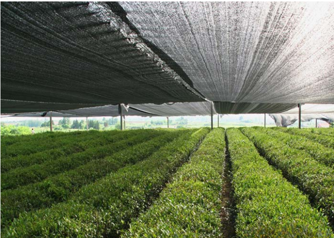 Fortes vento de cultivo agrícolas do punho da rede da máscara de Sun do telhado largura disponível de 1m - de 6m