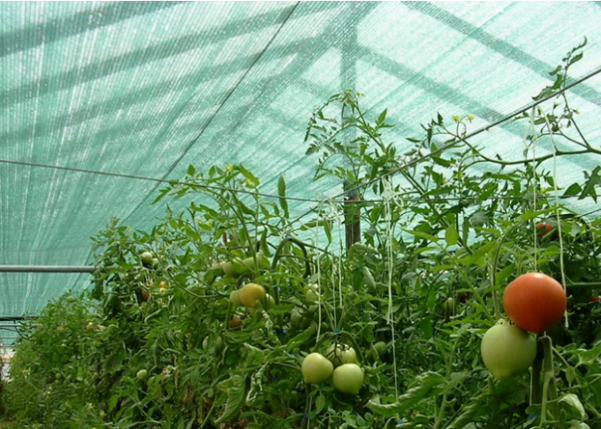 Rede 100% azul da máscara de Sun do HDPE para explorações agrícolas agrícolas/estufa/horticultura