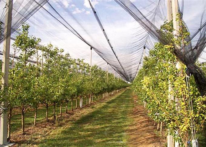 Rede da saraiva do mono filamento do HDPE anti para árvores de fruto/arbustos de proteção da baga
