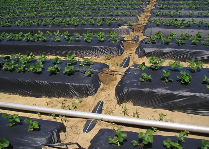 Vegetação rasteira plástica tecida polipropileno, tela do jardim do preto 100gsm de 4.2x100m