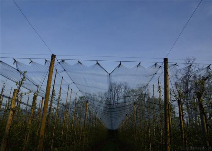 Vinhedo usando as estruturas da rede da saraiva, anti malha da saraiva para a proteção da uva