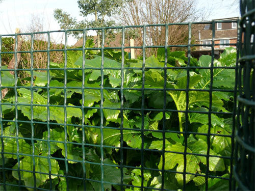 Escuro - a cerca plástica verde do jardim fez malha o HDPE com malha resistente UV de 20*20mm